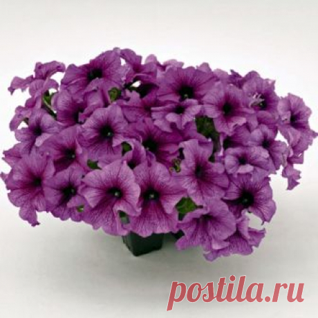 Петуния крупноцветковая Саксесс 360 Purple Vein (драже) 10 шт НОВИНКА!