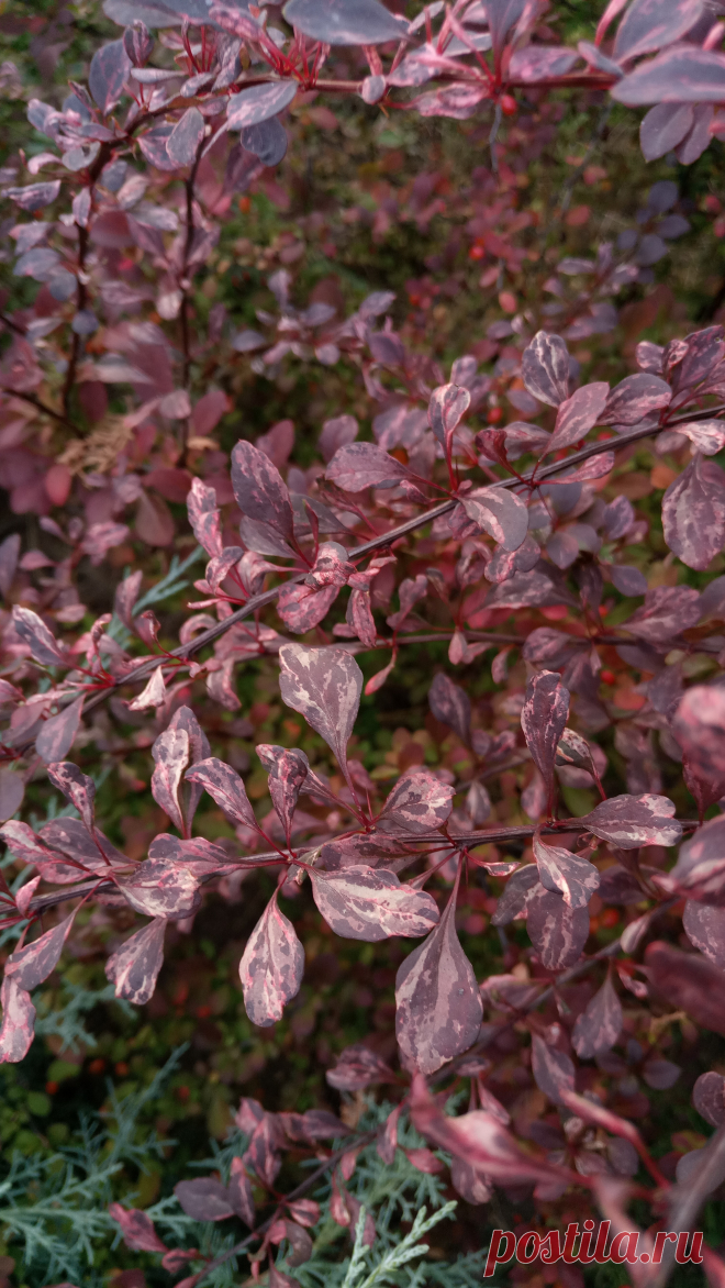 Барбарис Тунберга "Арлекин" (Berberis thunbergii "Harlequin")