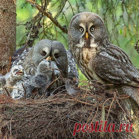 Follow @lovelycatshow for cute cats 😍 ❤️ ❤️ 
Agreat grey owls by @floris_smeets
.
.
#your_best_birds #bestbirdshots #best_birds_of_world #bird_brilliance #nfnl #elite_worldwide_birds #birds_adored #bird_captures #ip_birds #birdsofinstagram  #nuts_about_birds #bns_birds #birds_illife #best_birds_of_ig #marvelouz_animals #bb_of_ig #macro_turkey #feather_perfection #planetbirds #world_mastershotz_nature  #allnatureshots #amazingphotohunter #master_shots