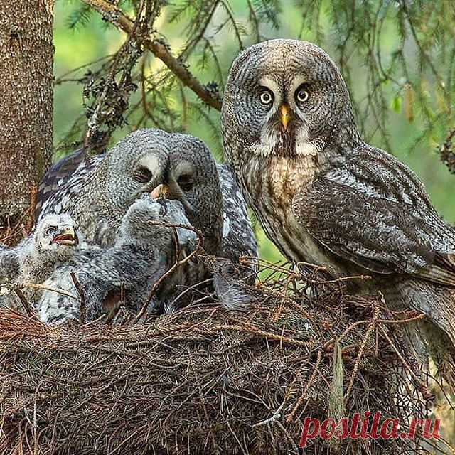 Follow @lovelycatshow for cute cats 😍 ❤️ ❤️ 
Agreat grey owls by @floris_smeets
.
.
#your_best_birds #bestbirdshots #best_birds_of_world #bird_brilliance #nfnl #elite_worldwide_birds #birds_adored #bird_captures #ip_birds #birdsofinstagram  #nuts_about_birds #bns_birds #birds_illife #best_birds_of_ig #marvelouz_animals #bb_of_ig #macro_turkey #feather_perfection #planetbirds #world_mastershotz_nature  #allnatureshots #amazingphotohunter #master_shots