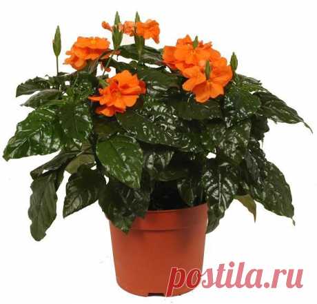 Кроссандра (Crossandra)