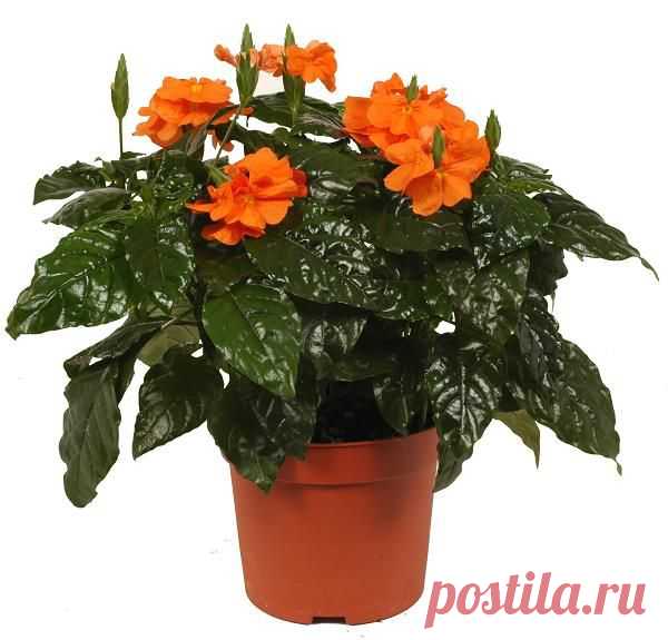 Кроссандра (Crossandra)