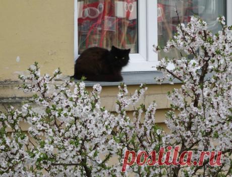 #на_окне    #кошки