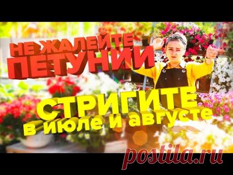 КАК ПОДСТРИЧЬ ПОДКОРМИТЬ ПЕТУНИИ В ИЮЛЕ И АВГУСТЕ! ЗАЦВЕТУТ СНОВА!