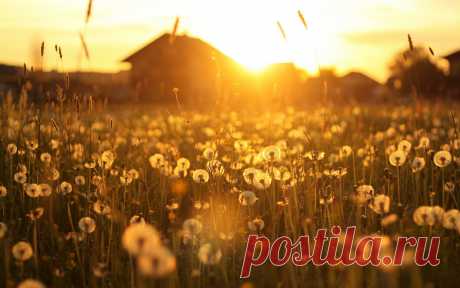 Dandelion Sunset wallpaper | 1920x1200 | #29874