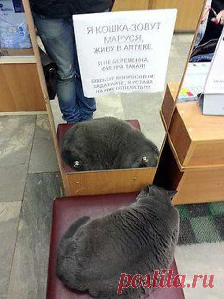 Без кота и жизнь не та