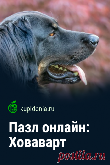 Пазл: Ховаварт. Красивый пазл с собакой породы Ховаварт. Собирай пазлы с животными на сайте!