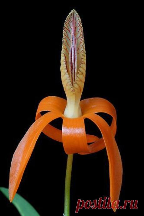 ✯ Orchid - Dendrobium Unicum | Orchidee e phalaenopsis