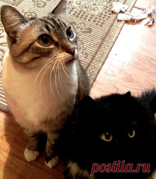 Что может кот | Кошка Чернуха и кот Беляшик | Яндекс Дзен