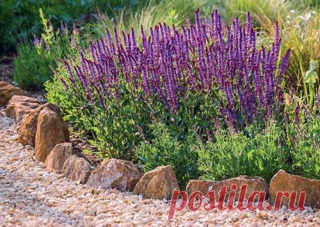 Бордюры — стильная оправа для садовых «самоцветов»