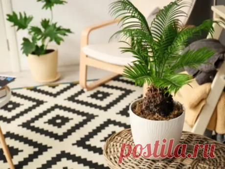 Лунный календарь комнатных растений на декабрь 2022 года. - Познавательный сайт ,,1000 мелочей" - 27 ноября - 43343319580 - Медиаплатформа МирТесен