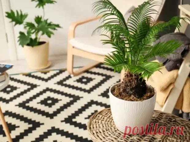 Лунный календарь комнатных растений на декабрь 2022 года. - Познавательный сайт ,,1000 мелочей