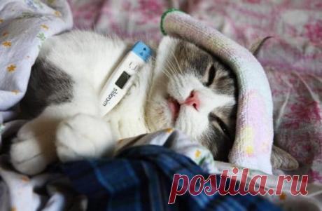 Как избавиться от запаха кошачьей мочи в квартире в домашних условиях, как убрать запах кошачьей мочи в квартире