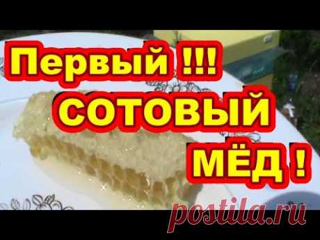 Первый СОТОВЫЙ МЁД ! Начинающий пчеловод ! - YouTube