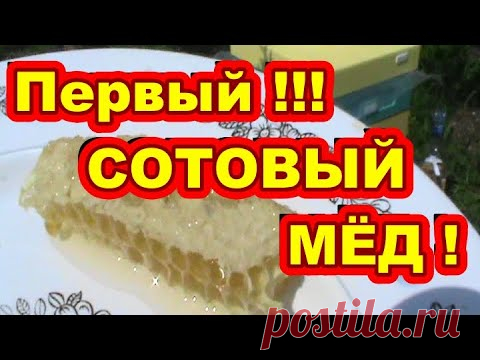 Первый СОТОВЫЙ МЁД ! Начинающий пчеловод ! - YouTube
