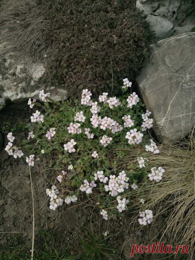 Арабис, резуха кавказская (Arabis caucasica)