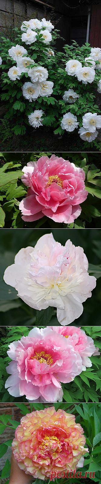 Пион полукустарниковый | Блог ZooFitoSfera о растениях, животных и интересном