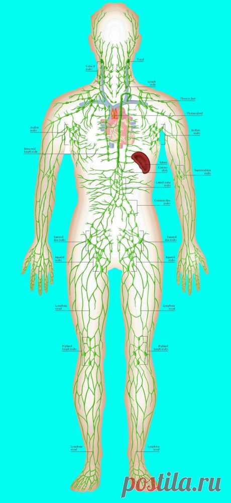 Почему необходимо заставлять двигаться лимфу / Будьте здоровы