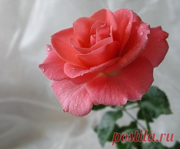 РОЗА-НЕЖНОСТЬ
