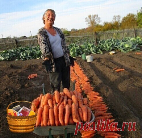 Mорковные секреты | OK.RU