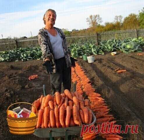 Mорковные секреты | OK.RU