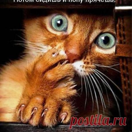 Новая котоматрица  (36 фото)