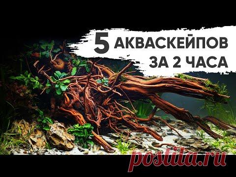 5 крутых акваскейпов за 2 часа - YouTube