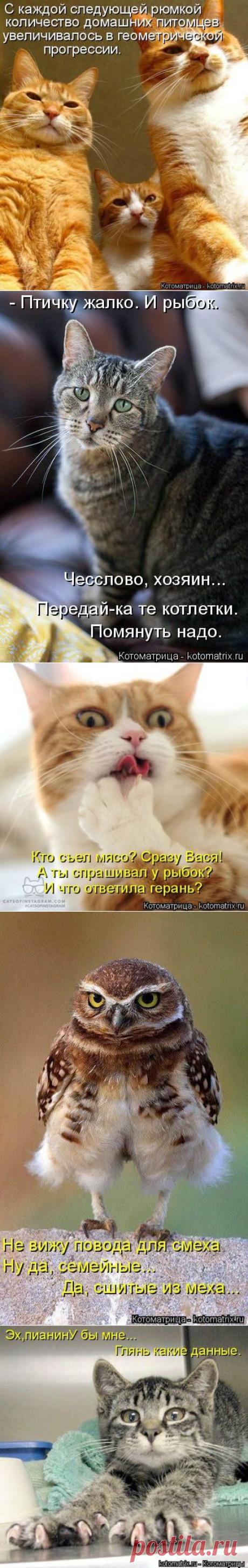 Лучшие котоматрицы недели / Питомцы