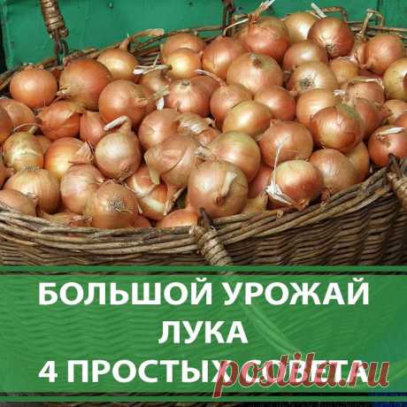 🌱ДАЧА🍏САД🍅ОГОРОД в Instagram: «4 ПРОСТЫХ СОВЕТА ДЛЯ БОЛЬШОГО УРОЖАЯ ЛУКА ⠀ Чтобы ежегодно не мучиться вопросом «почему опять лук не уродился», прочитайте и сохраните…» 862 отметок «Нравится», 29 комментариев — 🌱ДАЧА🍏САД🍅ОГОРОД (@agronomu) в Instagram: «4 ПРОСТЫХ СОВЕТА ДЛЯ БОЛЬШОГО УРОЖАЯ ЛУКА ⠀ Чтобы ежегодно не мучиться вопросом «почему опять лук…»