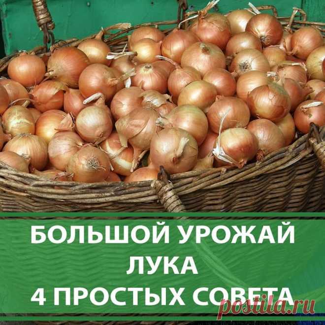 🌱ДАЧА🍏САД🍅ОГОРОД в Instagram: «4 ПРОСТЫХ СОВЕТА ДЛЯ БОЛЬШОГО УРОЖАЯ ЛУКА ⠀ Чтобы ежегодно не мучиться вопросом «почему опять лук не уродился», прочитайте и сохраните…» 862 отметок «Нравится», 29 комментариев — 🌱ДАЧА🍏САД🍅ОГОРОД (@agronomu) в Instagram: «4 ПРОСТЫХ СОВЕТА ДЛЯ БОЛЬШОГО УРОЖАЯ ЛУКА ⠀ Чтобы ежегодно не мучиться вопросом «почему опять лук…»
