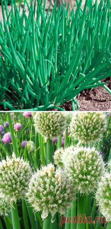 Лук - батун, - основы агротехники и полезные свойства. - Садоводка