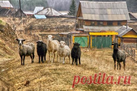 «Тимур и его команда». Автор фото – Анжела Усманова, участница фотоконкурса «Россия в кадре» ➡bit.ly/FocusOnRussia