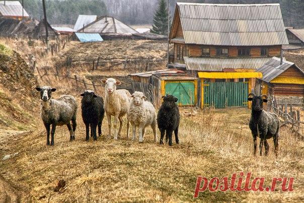 «Тимур и его команда». Автор фото – Анжела Усманова, участница фотоконкурса «Россия в кадре» ➡bit.ly/FocusOnRussia