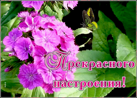 Картинка прекрасного настроения с цветами