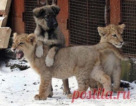 странные парочки