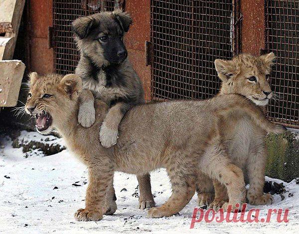 странные парочки