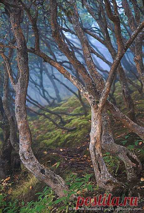 Заросли рододендрона в Гималаях
Rhododendron forest in Himalayas | Trees