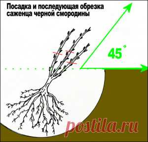 Посадка смородины весной – все тонкости работы и правила ухода + видео