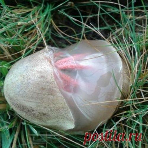 Жутковатый гриб «пальцы дьявола»