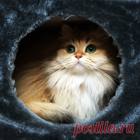 Самая фотогеничная кошка на свете Смузи