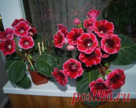 Ночная дискотека ГЛОКСИНИИ)