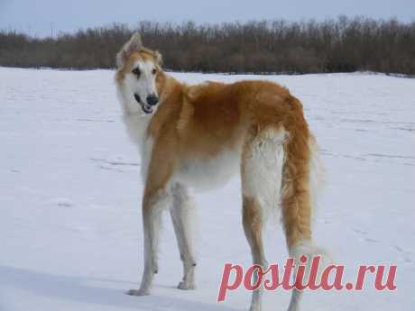 Белые Волки  Гордость-Вера