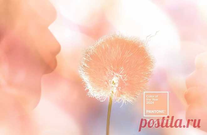 Pantone назвал главный цвет 2024 года - ВФокусе Mail.ru