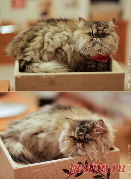 Интересное в сети - Кофе для кошек уже не редкость