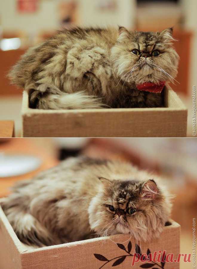 Интересное в сети - Кофе для кошек уже не редкость