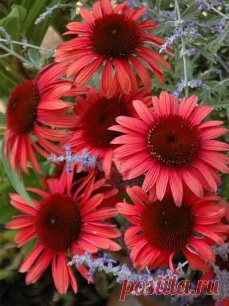 Echinacea 'Twilight'