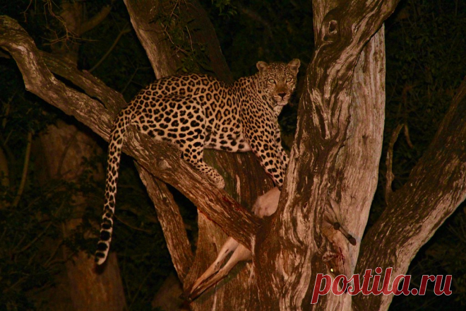 Leopard night shot Leopard spotted in tree near Lower Sabie in Kruger Park South Africa by a fellow traveller from Brazil. View from Kruger vehicle on a night drive.  Rare to find especially at night.
