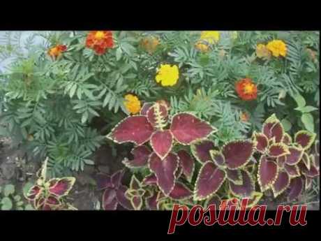 КОЛЕУС красивая крапивка