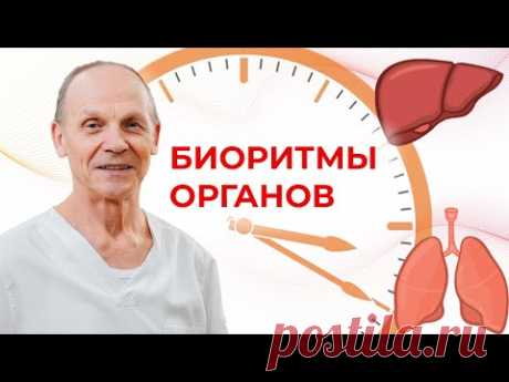 АКТИВНОСТЬ ОРГАНОВ ПО ЧАСАМ | Суточные биоритмы внутренних органов | Огулов А.Т.