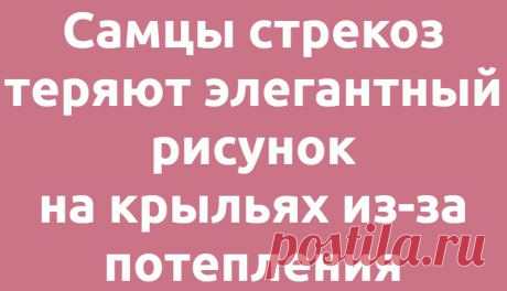 Самцы стрекоз теряют элегантный рисунок на крыльях из-за потепления
  Наука Биология 06.07.2021, 16:52 Самцы стрекоз теряют элегантный рисунок на крыльях из-за...
Читай дальше на сайте. Жми подробнее ➡